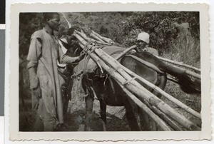 Mules transporting bamboo to Bedele, Ethiopia, 1933