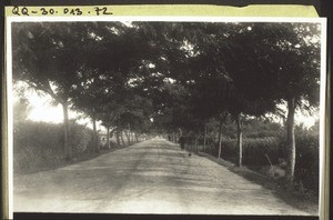 Die neue Autostrasse von Hinnen nach Thai-lyung-then. Rechts und links von der Strasse Hanffelder