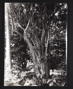 Candle Tree. Peradeniya