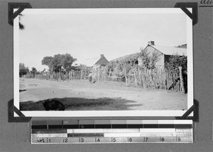 A pig on a street, Enon, South Africa, 1934