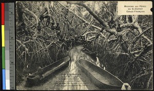 In the mangroves,Loango, Congo, ca.1920-1940