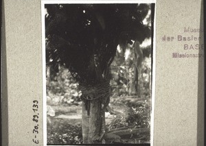 A sacrificial altar attached to a tree. People sacrifice produce here and pray to the spirits or to the dead, so that the spirits of illness may pass by without doing any harm