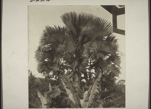 Fan palm