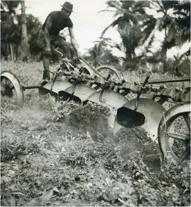 Farm of Noug Betsi, in Cameroon