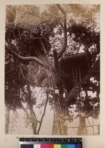 Close-up view of missionaries in tree houses, Veiburi, near Port Moresby, Papua New Guinea, ca. 1890