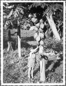 Girl in front of a pawpaw tree, Tanzania, ca.1927-1938