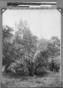 Man next to a raffia palm, Kyimbila, Tanzania, ca. 1898-1914