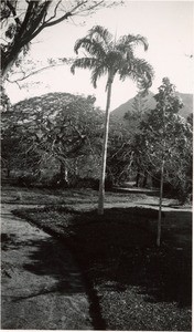 Palm-tree in Fort-Dauphin, Madagascar