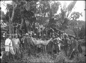 Hunters with a killed leopard, Lemana, Limpopo, South Africa, ca. 1906-1907