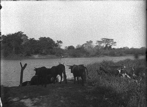 Cattle at the watering place, Makulane, Mozambique, ca. 1901-1907