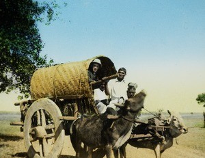 Mr G MacCabe in bullock cart, India, ca. 1930