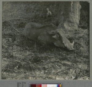 Hunting trophy, Henga valley, Malawi, ca.1920