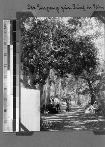 People on a path and high trees, Elim, South Africa