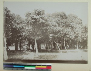 Garden full of mango trees, Mahazoarivo, Antananarivo, Madagascar