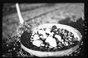 Mahogany fruits and seeds, Mozambique, ca. 1933-1939