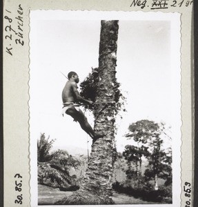 Climbing an oil-palm