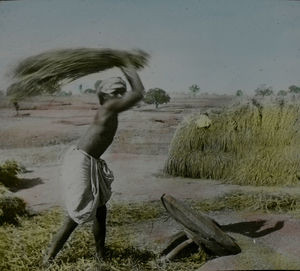 Rice grains are beaten off and the straw is used for thatching roof