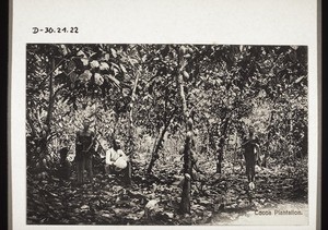 Cocoa farm