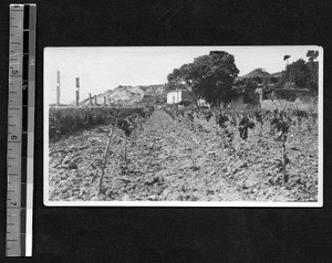 Mulberry grove at Fukien Christian University, Fuzhou, Fujian, China, ca.1937