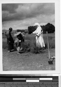 Maryknoll Sister talking to family in rice field, Kaying, China, ca.1949