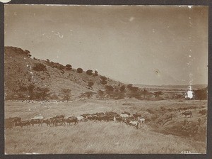 Steppe landscape with cattle herd, Tanzania