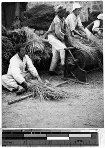 Thrashing the rice, Korea, ca. 1920-1940