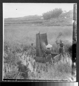 Threshing grain, Sichuan, China, ca.1900-1920