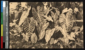 Alocasia plant, Kisantu, Congo, ca.1920-1940