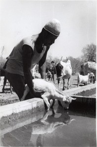 At the watering place, in Madagascar