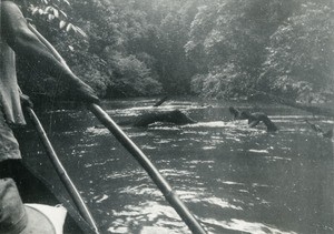 Dangerous section on the river, in Gabon