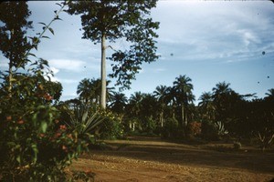 The garden, Bankim, Adamaoua, Cameroon, 1953-1968