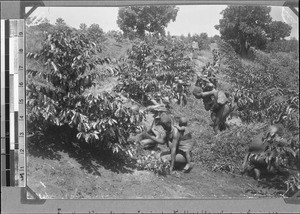 Women weeding on a coffee plantation, Kyimbila, Tanzania, ca. 1898-1914