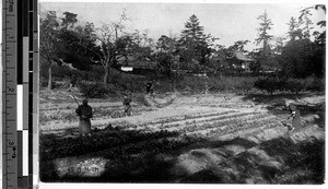 Farming scene, Kyoto, Japan, ca. 1920-1940