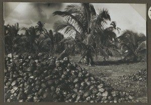 Coconut harvest, Tanzania, ca.1930-1940