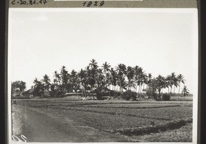 Landscape, Basrur