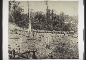 Cameroon: workers' huts on a plantation