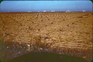 Vina en La Mancha