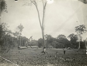 Plantation of the SAIO in Samkita, Gabon