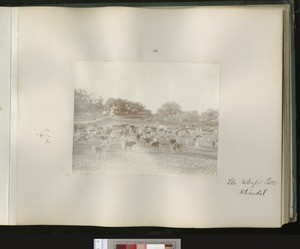 Village Cattle, Khandel, India, ca.1901