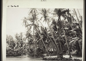 Landscape with palm trees at the mouth of the Honor River, North Karnataka, India