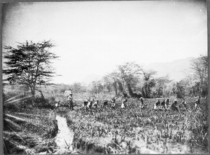 Rice plantation in the steppe, Tanzania, ca. 1927-1938