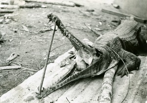 Crocodile killed in Ebeigne, Gabon