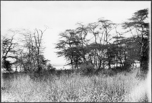 Lake Jipe, Tanzania, ca. 1909-1914