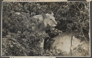 Lion at a fireplace, Tanzania