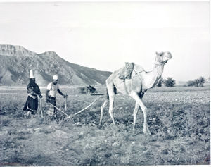 Arab using a camel to pull the plough. Photo used 1968