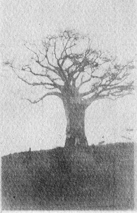 Baobab tree, Tanzania, ca.1893-1920