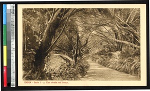 Forest road, India, ca.1920-1940