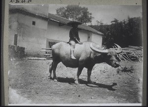 Boy with a water buffalo, the animal which is mostly used for ploughing and harrowing. They are stupid animals, and can be dangerous for their riders. The house belongs to the missionary Kong A yun