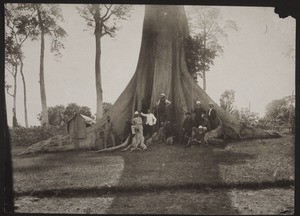 Seidenbaumwollbaum, Aburi