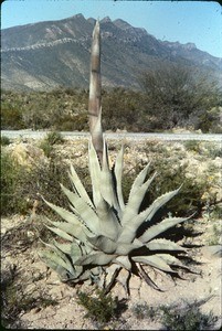 Maguey